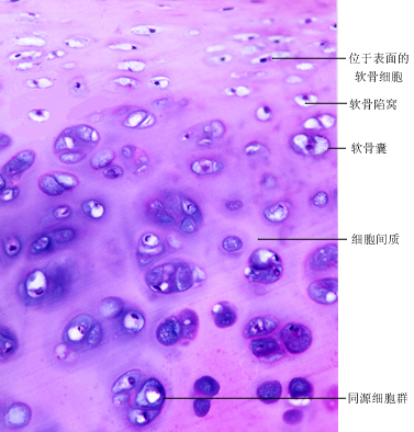 軟骨陷窩