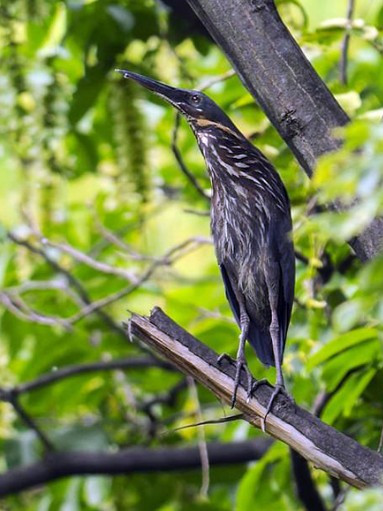 黑鳽指名亞種