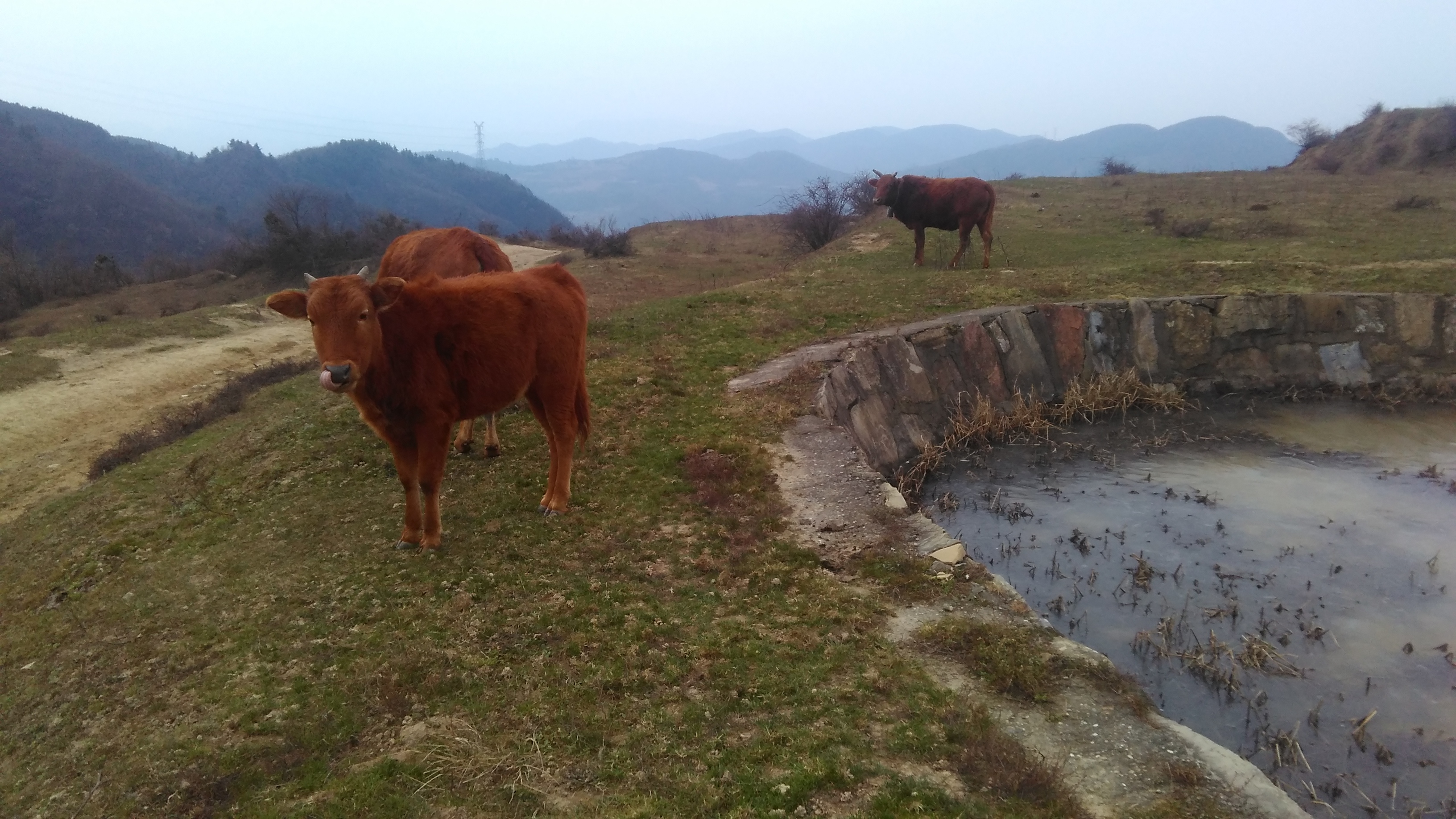 三顆村