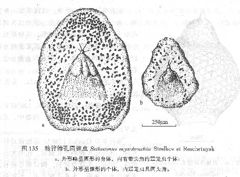 粘臂篩孔圓錐蟲