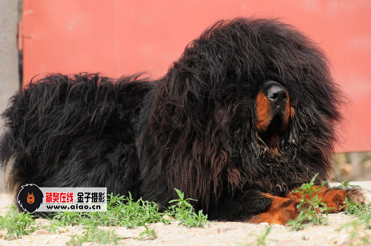 青島品聖獒園