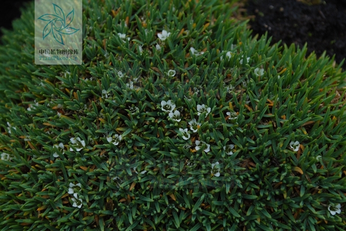 瀾滄雪靈芝