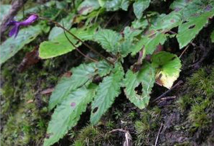 短檐金盞苣苔組