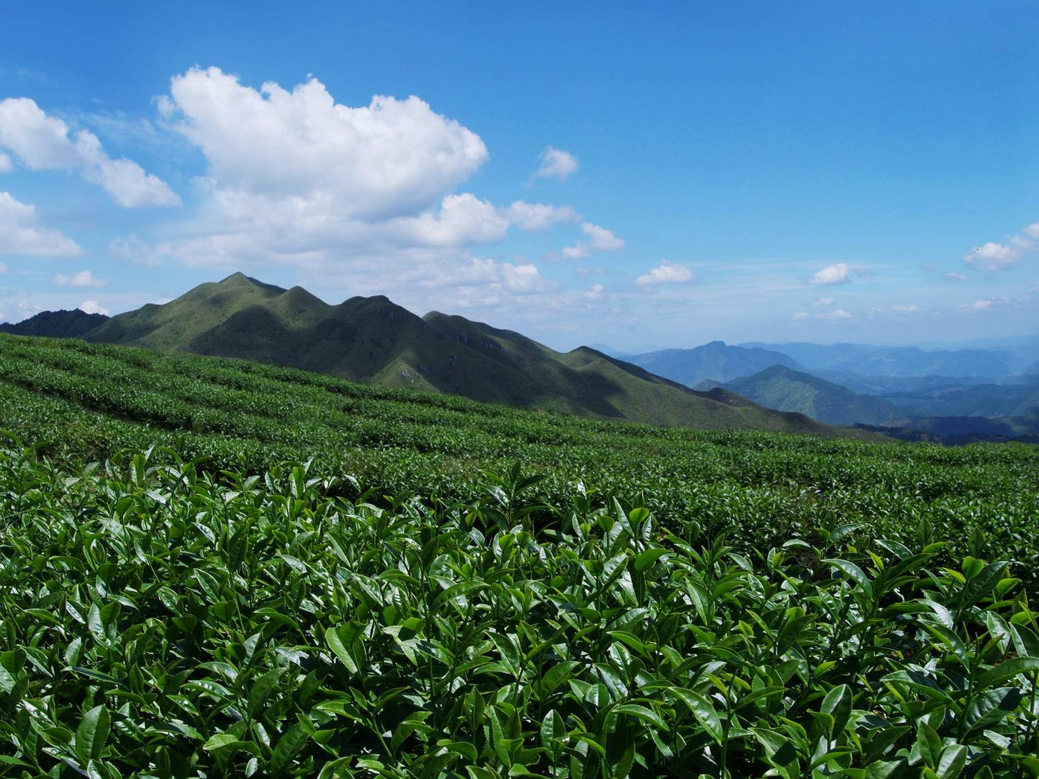 大田茶