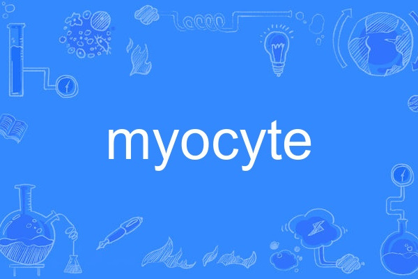 myocyte