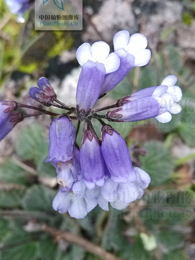 光萼石花（變種）