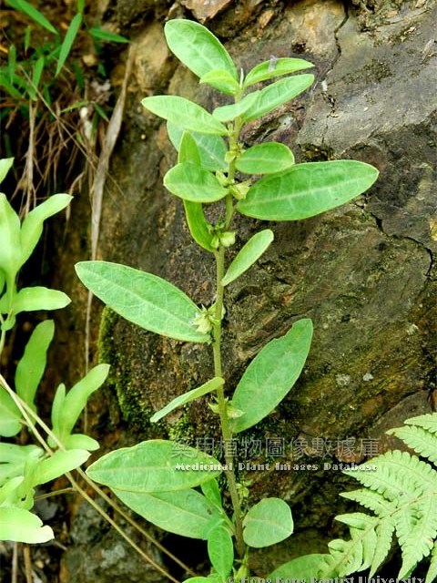 長毛華南遠志（變種）