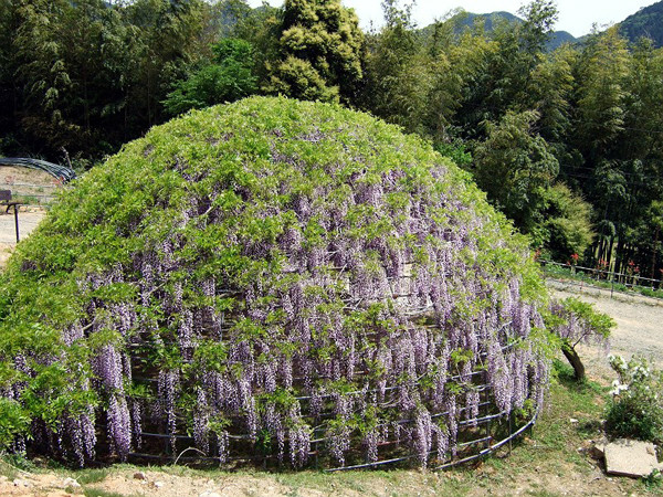 河內藤園