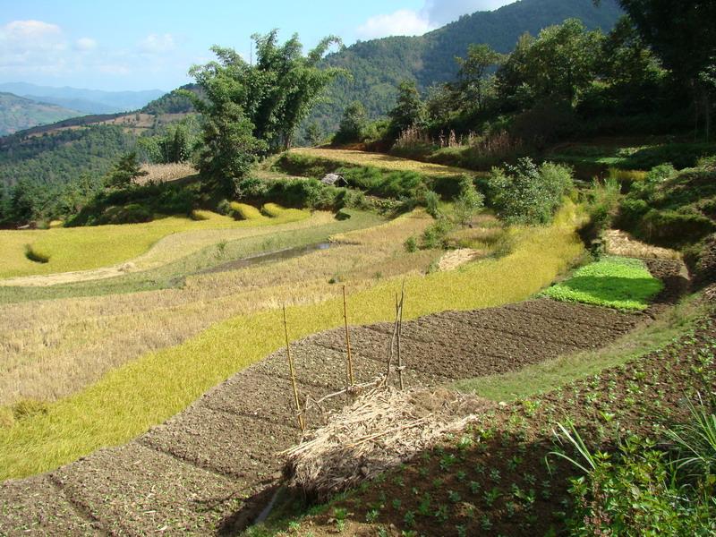 田園