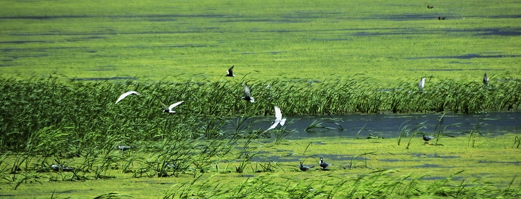 蓮花湖國家濕地公園