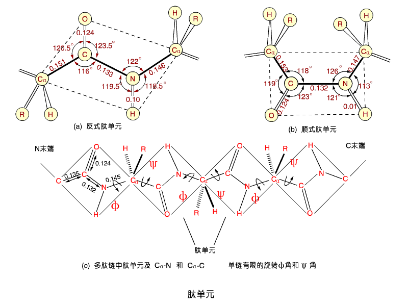 肽單元