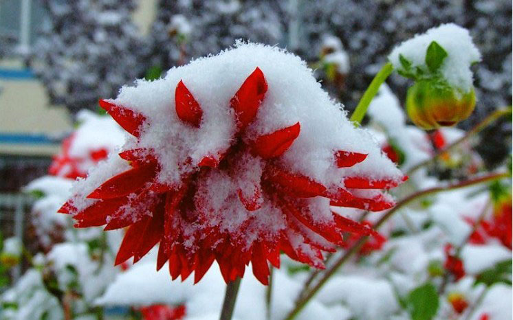 高寒雪菊