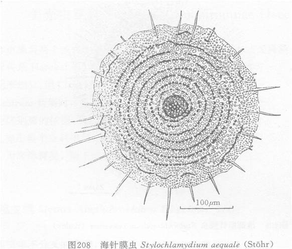 海針膜蟲