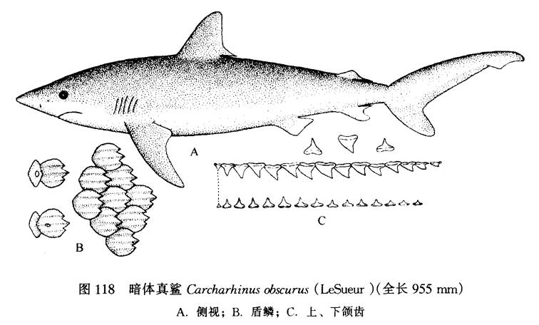 灰色真鯊（暗體真鯊）