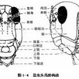 顱中溝