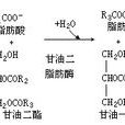 油脂酶水解法