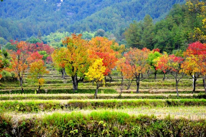 羅田九資河紅葉節