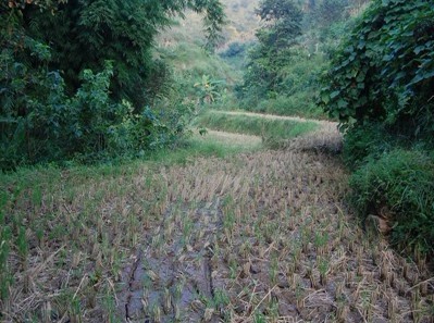 田地