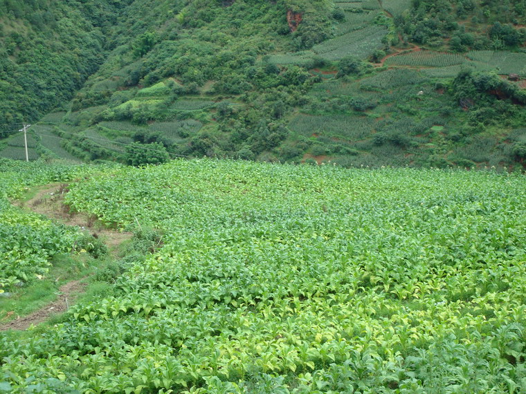 冷水箐上村