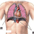 胸膜腔穿刺術