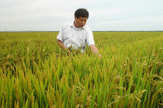 華澤田