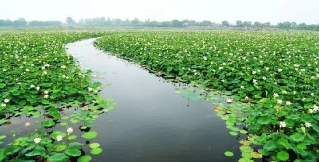 安徽淮南焦崗湖國家濕地公園