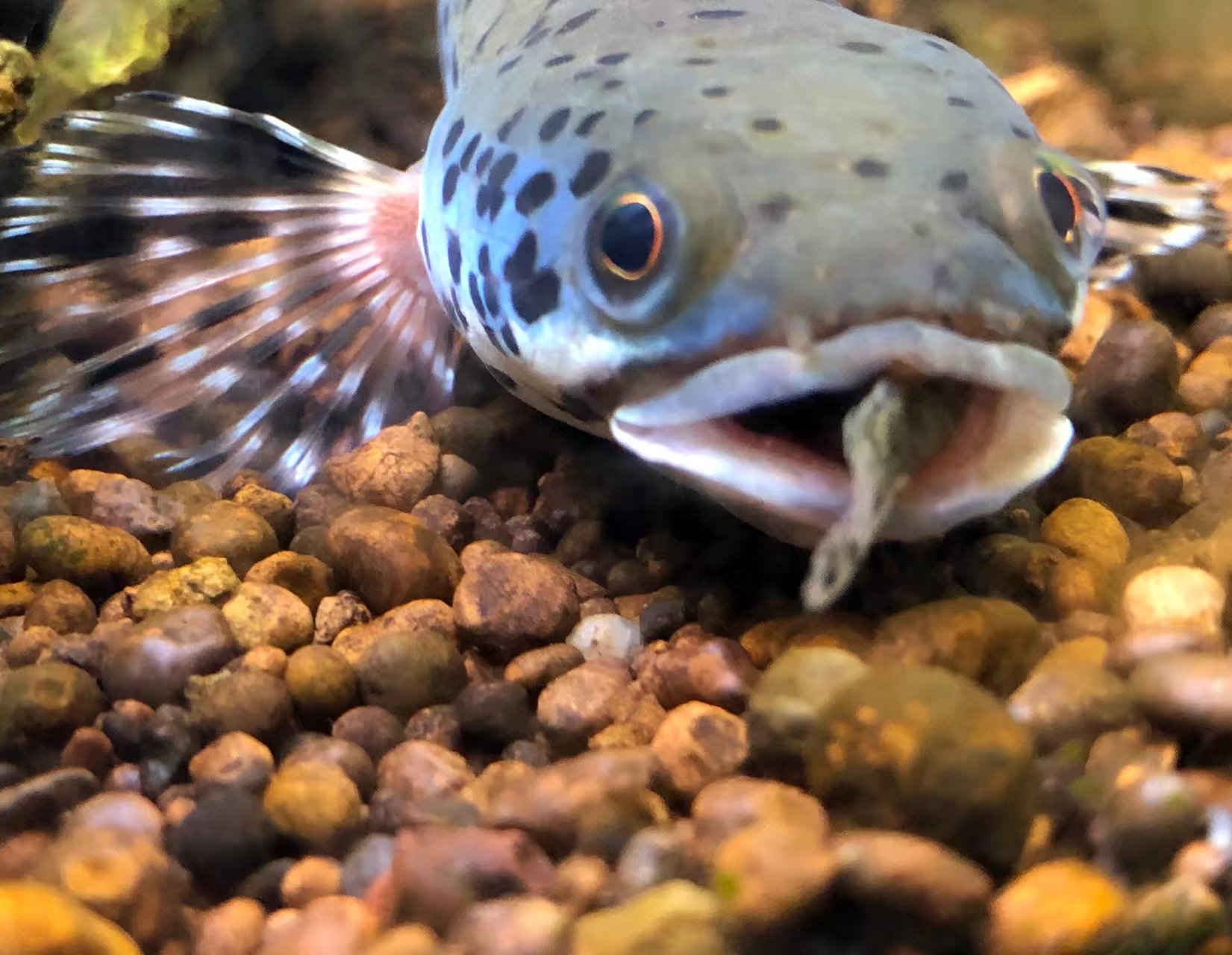 幻彩藍寶石獵食