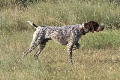 標準波音達獵犬簡稱（波音達獵犬）（Pointer）（指示犬）