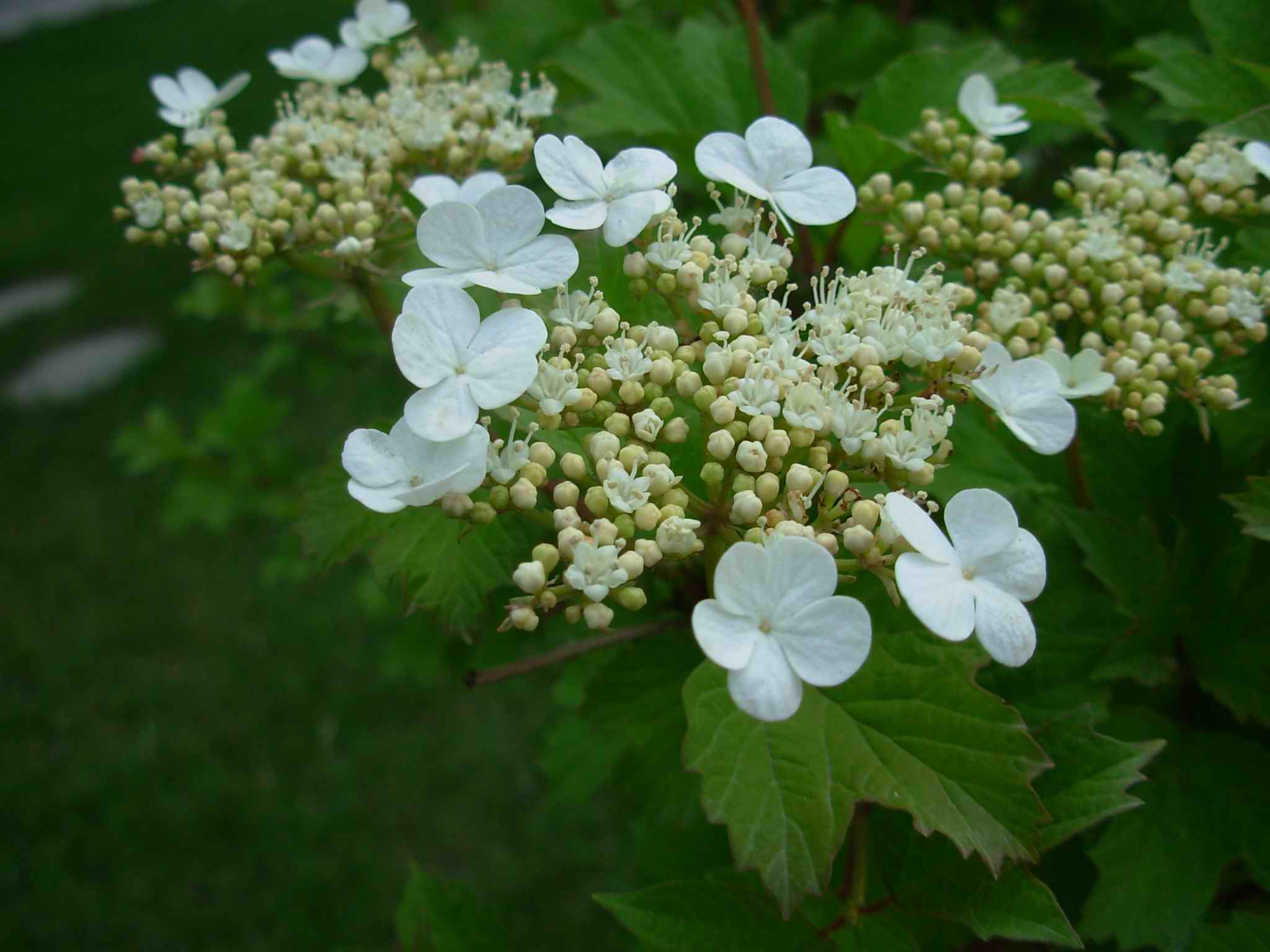 菜莢樹