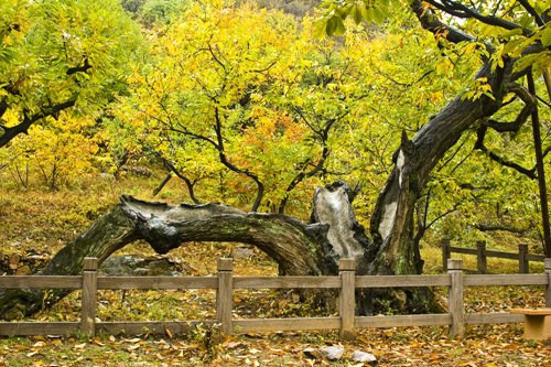 北京黃花城水長城旅遊區(黃花城長城)