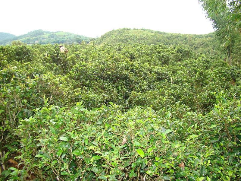 芒黑山自然村茶園