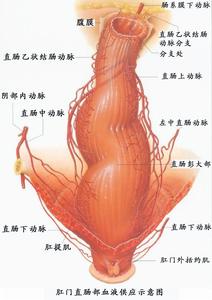 先天性直腸肛門發育畸形