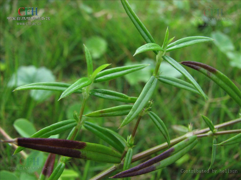 斜萼草（原變種）