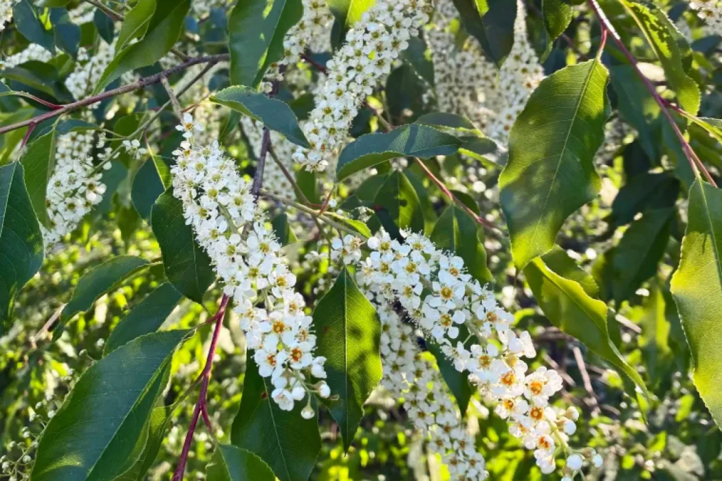 晚花稠李