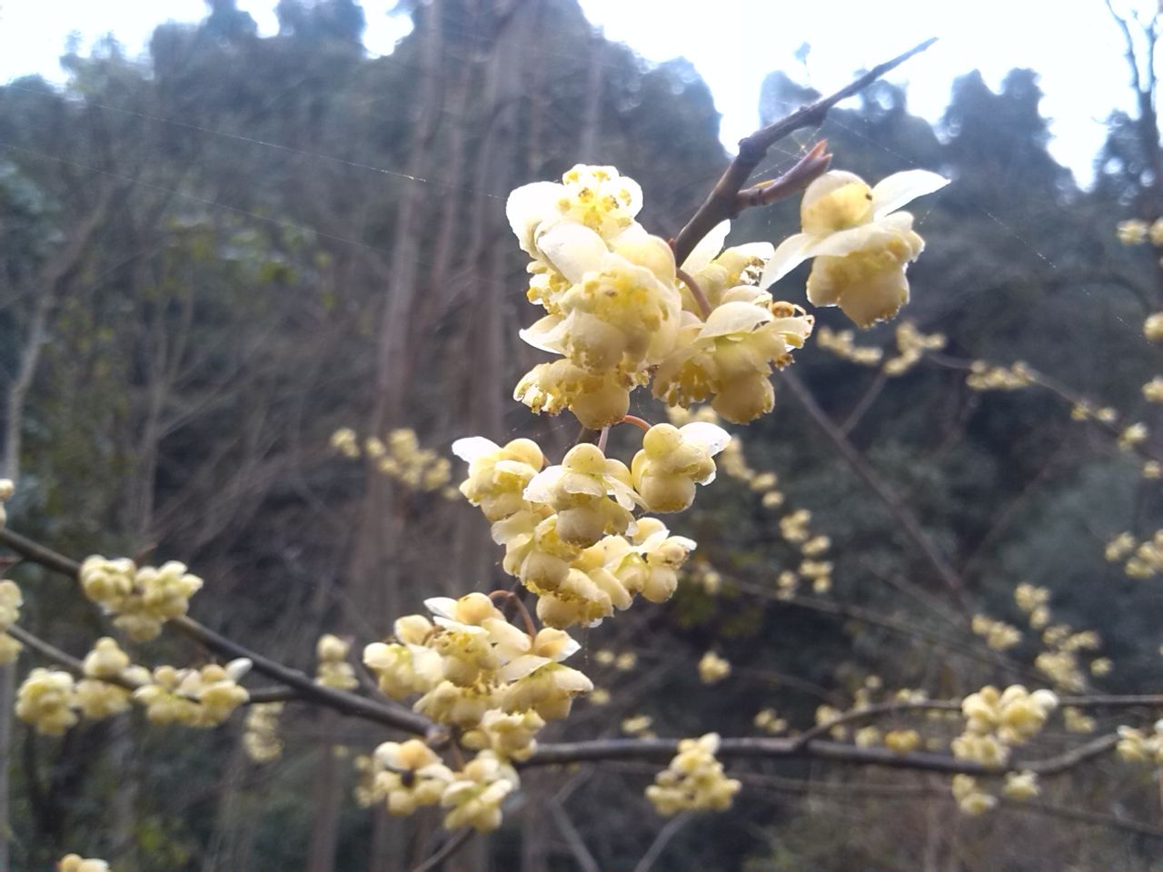 未結凍的山牆花