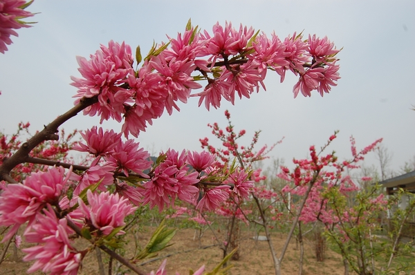 菊花桃