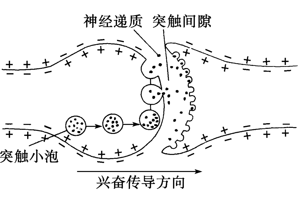 單胺類神經遞質