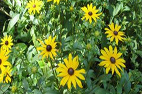 Rudbeckia fulgida var. umbrosa