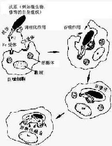 氯潑尼醇