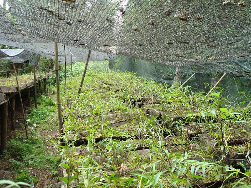 發展石斛種植