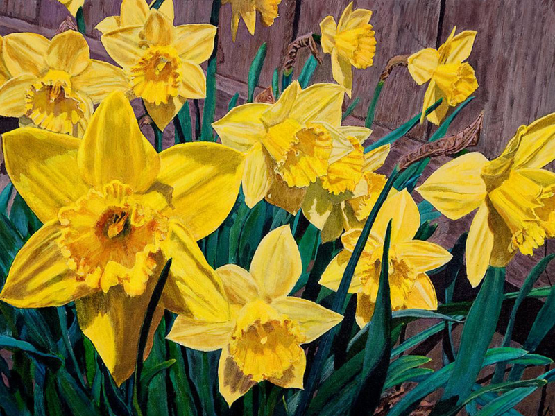 Daffodils